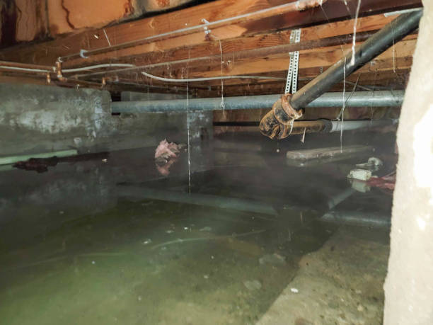 Best Carpet water damage restoration  in Des Allemands, LA